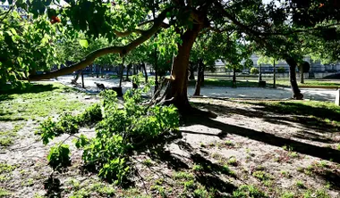 Rama rota en un árbol de la Plaza de España