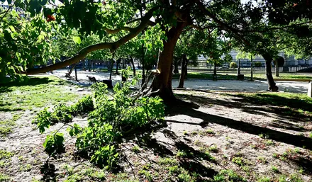 Rama rota en un árbol de la Plaza de España
