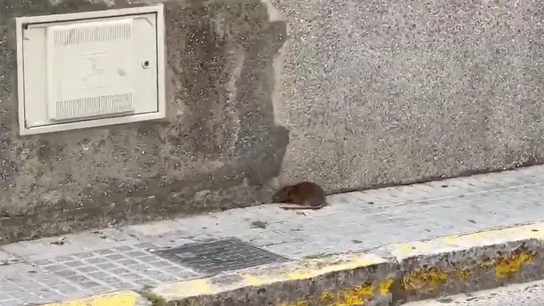 Imagen de una rata en la zona de la Plaza Carlos Díaz tomada por un vecino.