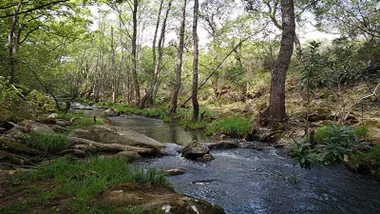 Riachuelo y vegetación en la ruta de senderismo de Medina Sidonia. Destaca la frondosidad y el verde.