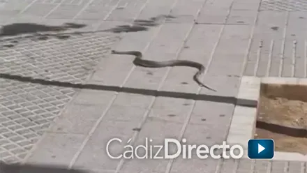 Susto en La Laguna por la aparición de una serpiente en una plaza