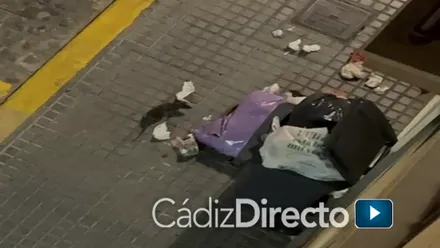 Denuncian plagas de ratas en tres zonas distintas de Cádiz
