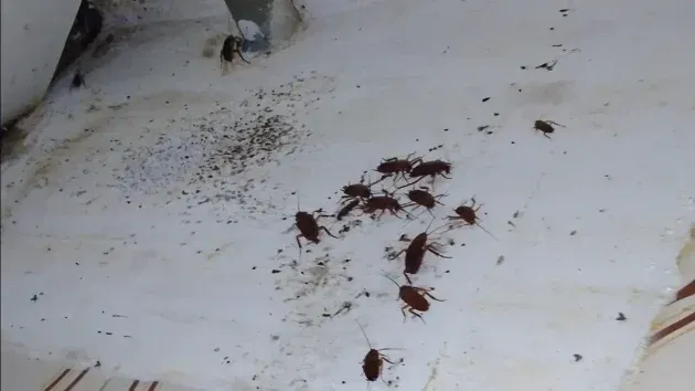 Cucarachas en la casa de Javier de Burgos. 