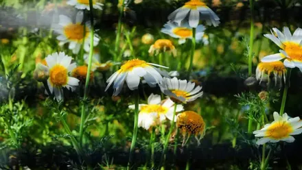 El nivel de polen vuelve a estar muy alto en la provincia de Cádiz