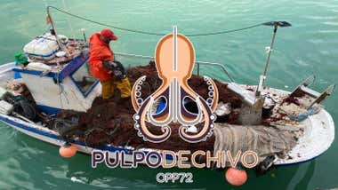 Lanzan una marca de pulpo con denominación de origen de Cádiz