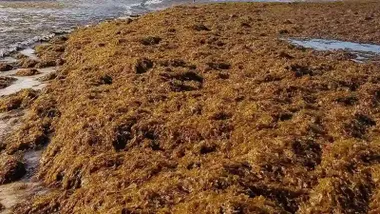 Muchas algas invasoras, de color marrón, en la costa.