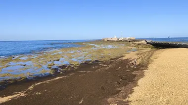 Algas en la playa de La Laja de Cádiz