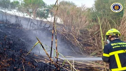 Bombero, de azul y amarillo con una manga apagando el incendio en una zona de cañaveral.