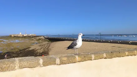 Gaviota posada en la balaustrada con la playa de la Laja de Cádiz en la bajamar y el Castillo de San Sebastián al foindo
