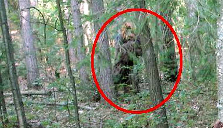 El Sasquatch (Yeti canadiense) grabado por dos excursionistas