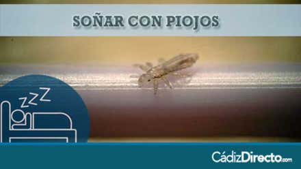 Piojos grandes