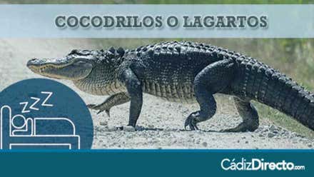 Cocodrilo Gigante