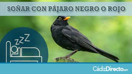 Pájaros