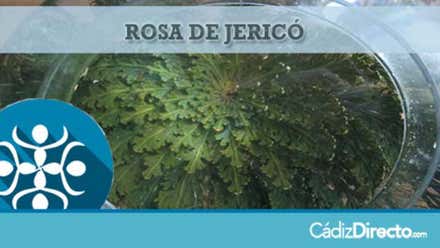 Rosa de Jericó