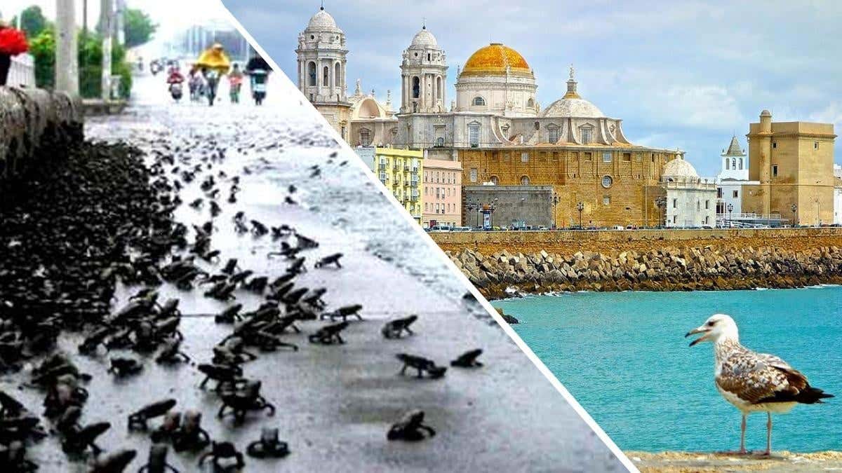 ¿Conocías las lluvias de peces, ranas, codornices en Cádiz y su provincia en la Historia?