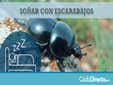 Soñar con Escarabajos