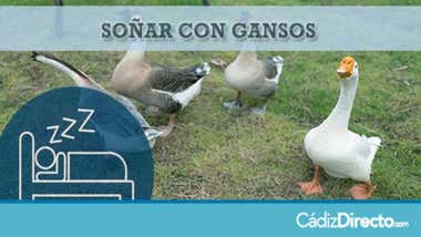Gansos en el campo