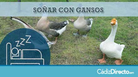 Gansos en el campo