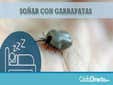 Qué Significado Soñar con Garrapatas Grandes