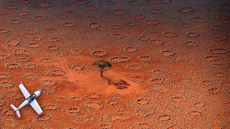 Resuelto del misterio de los enigmáticos 'círculos de hadas'