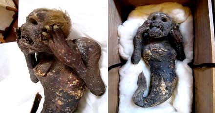 Descubren el enigma de una 'momia sirena' con más de 300 años