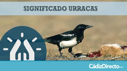 Urracas