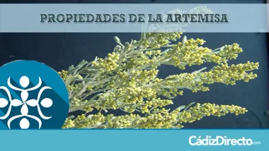 Planta Artemisa