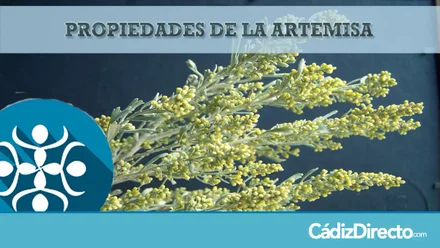 Planta Artemisa