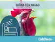 Soñar con Matar un Gallo