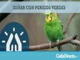 Qué Significa Soñar con Pericos Verdes