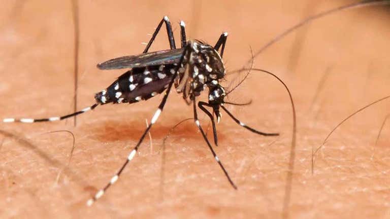 Mosquito picando a una persona.