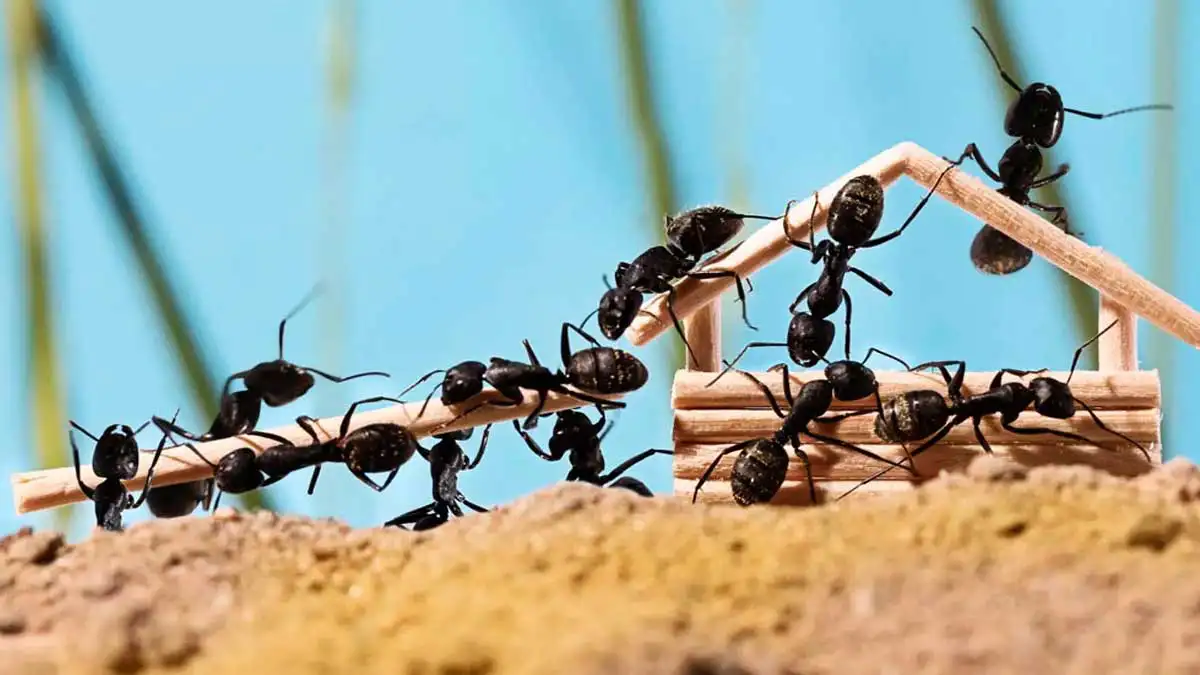 Hormigas por la casa