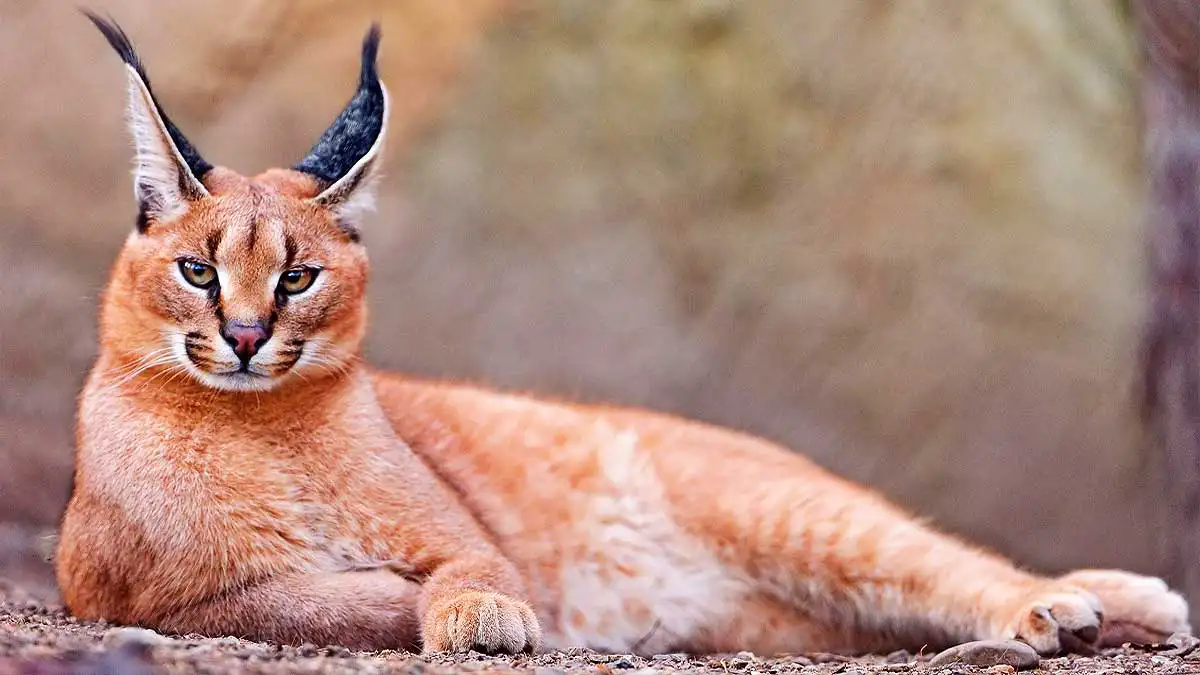 Gato Caracal