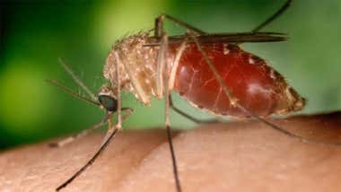 Recomendaciones para combatir el Virus del Nilo en Cádiz