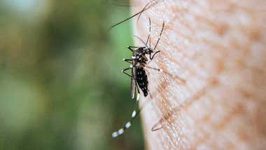 El caluroso mes de octubre recrudece la presencia del mosquito tigre en la provincia de Cádiz