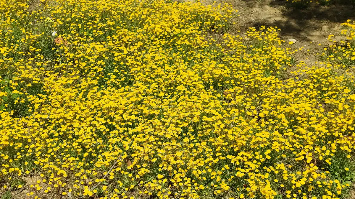 Flores en un campo