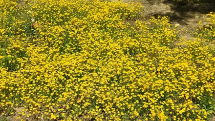 Flores en un campo