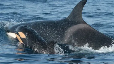 Una orca y su cría en el mar.