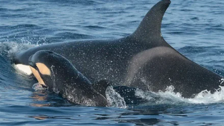 Una orca y su cría en el mar.
