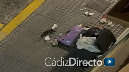 Denuncian plagas de ratas en tres zonas distintas de Cádiz