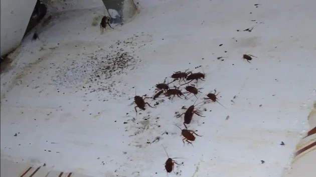 Cucarachas en la casa de Javier de Burgos.