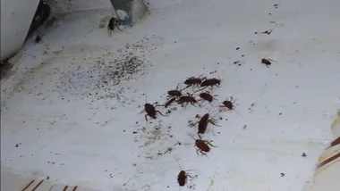 Cucarachas en la casa de Javier de Burgos número 19 de Cádiz. Foto: Apdha.