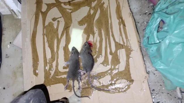 ratas en la casa