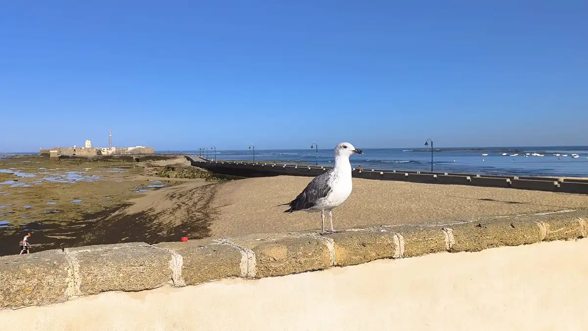 Gaviota posada en la balaustrada con la playa de la Laja de Cádiz en la bajamar y el Castillo de San Sebastián al foindo