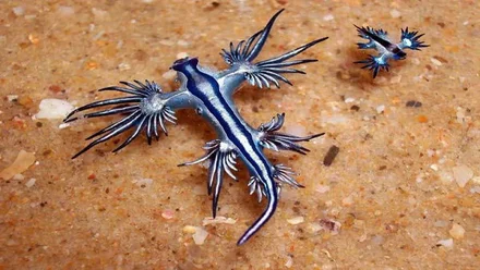 Dos dragones azules, de diferentes tamaño y vistosos colores.