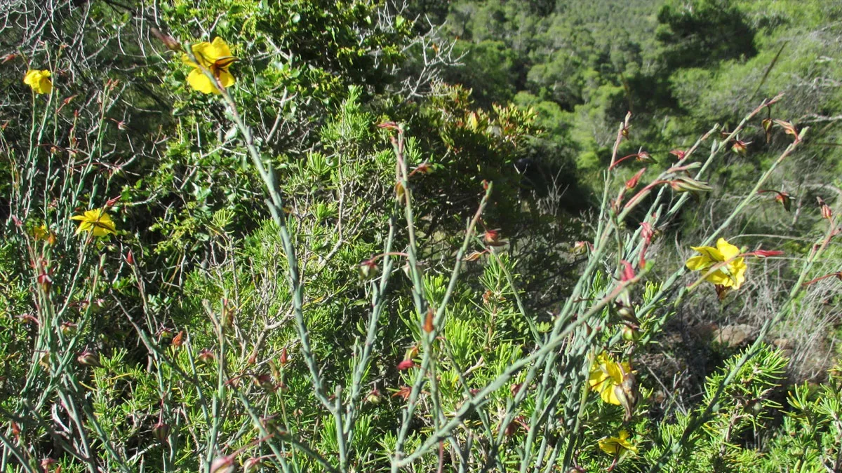 Varias flores en un arbusto fumana de desfontaines.