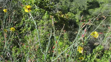 Varias flores en un arbusto fumana de desfontaines.