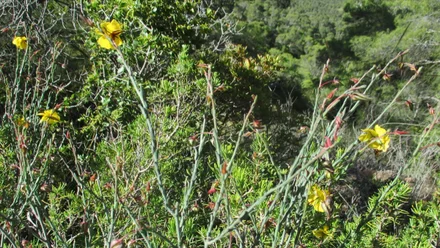 Varias flores en un arbusto fumana de desfontaines.