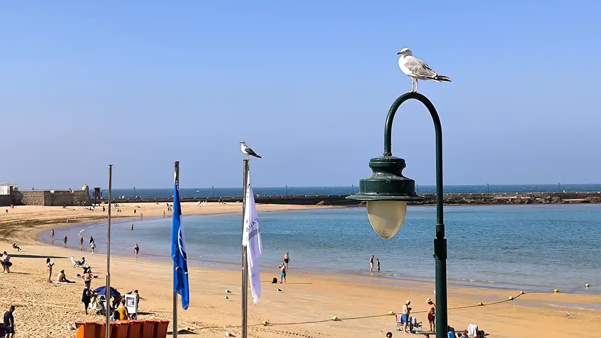 Dos gaviotas reposan en los mástiles que sostienen las banderas azul y Q de Calidad en la playa de la Caleta. Al fondo, cielo azul y ambiente soleado