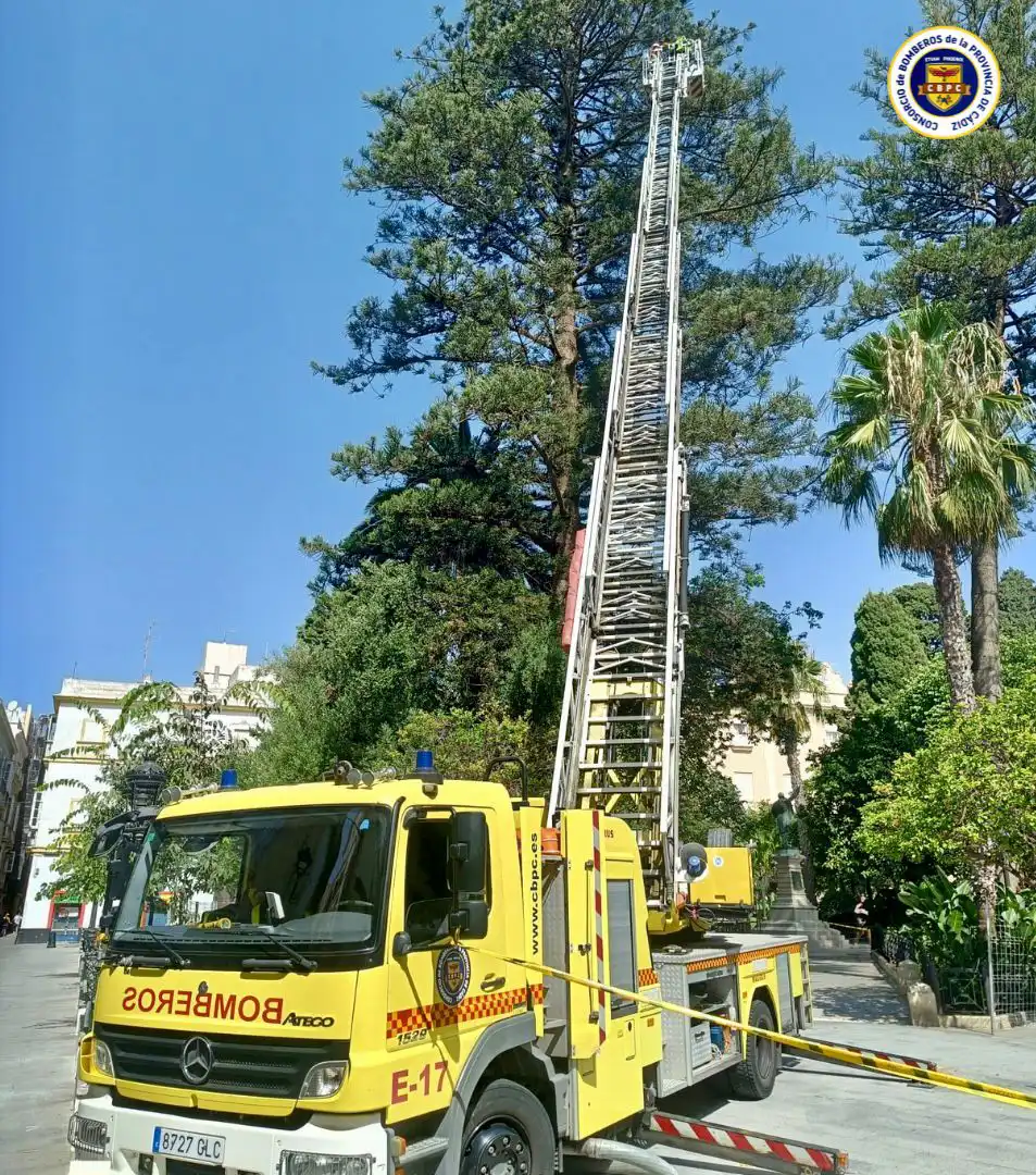 Una grúa de un camión de bomberos retira piñas de uno de los pinos de la Plaza de Candelaria.